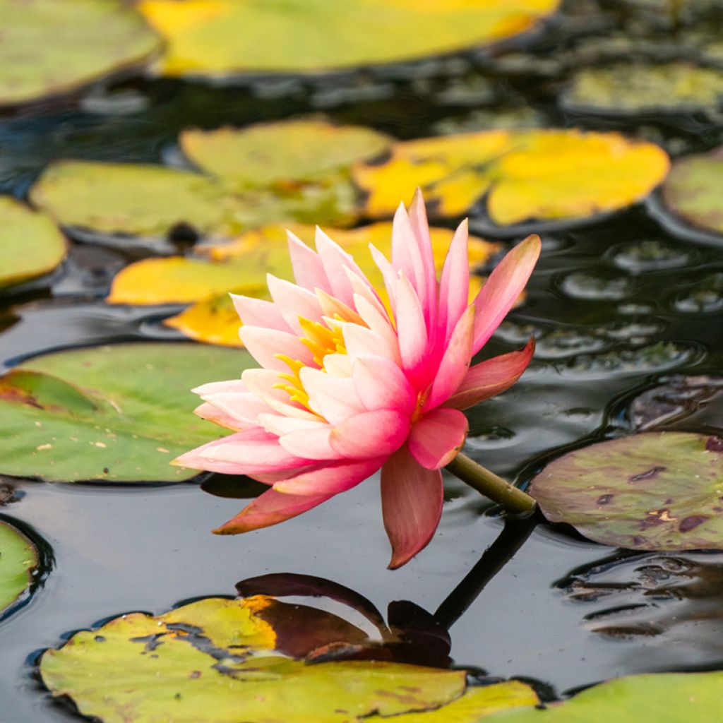 Nymphaea Amabilis (Pink Marvel)