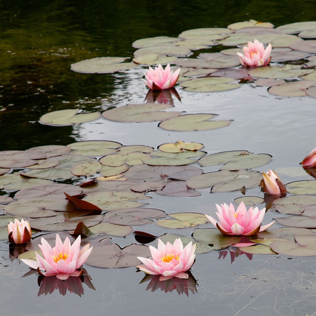 Nymphaea Amabilis (Pink Marvel)