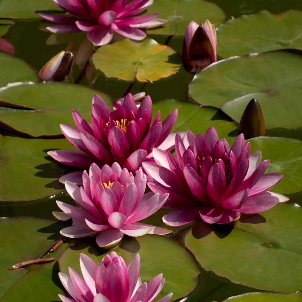 Nymphaea Attraction - Water Lily