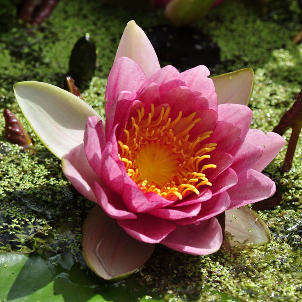 Nymphaea Attraction - Water Lily