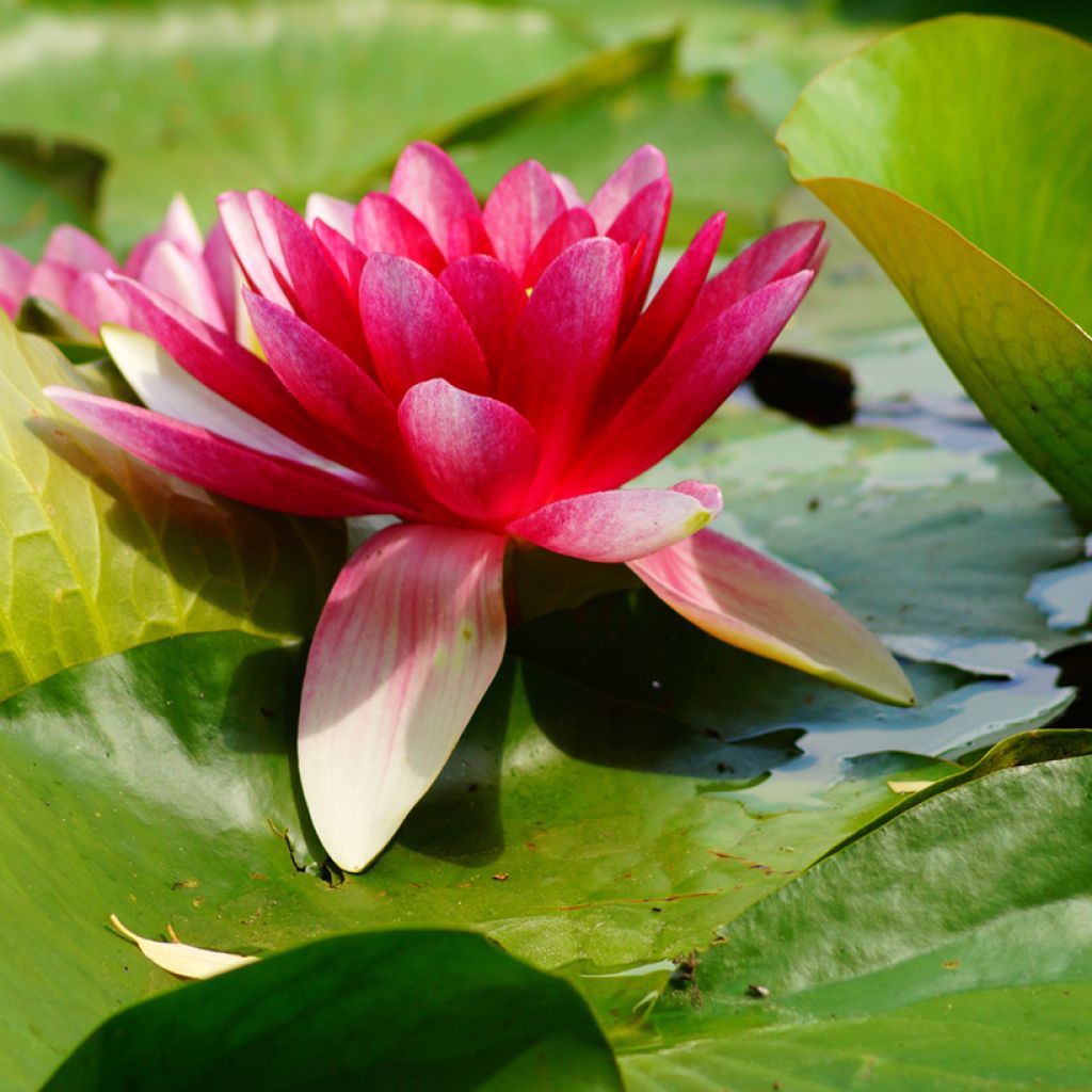 Nymphaea Attraction - Water Lily