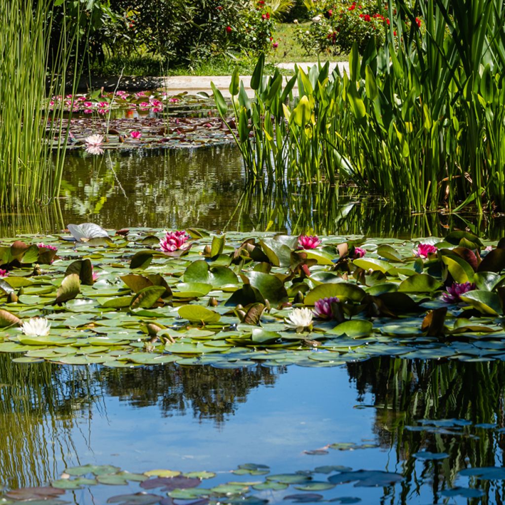 Nymphaea Attraction - Water Lily