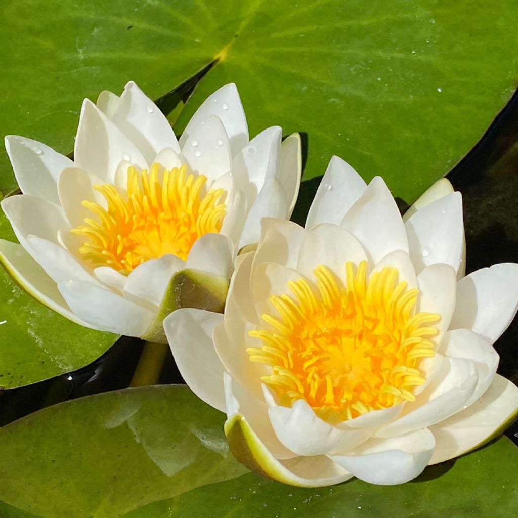 Nymphaea candida