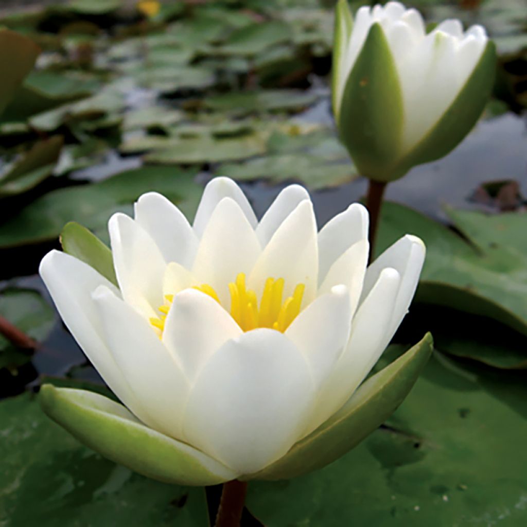 Nymphaea candida