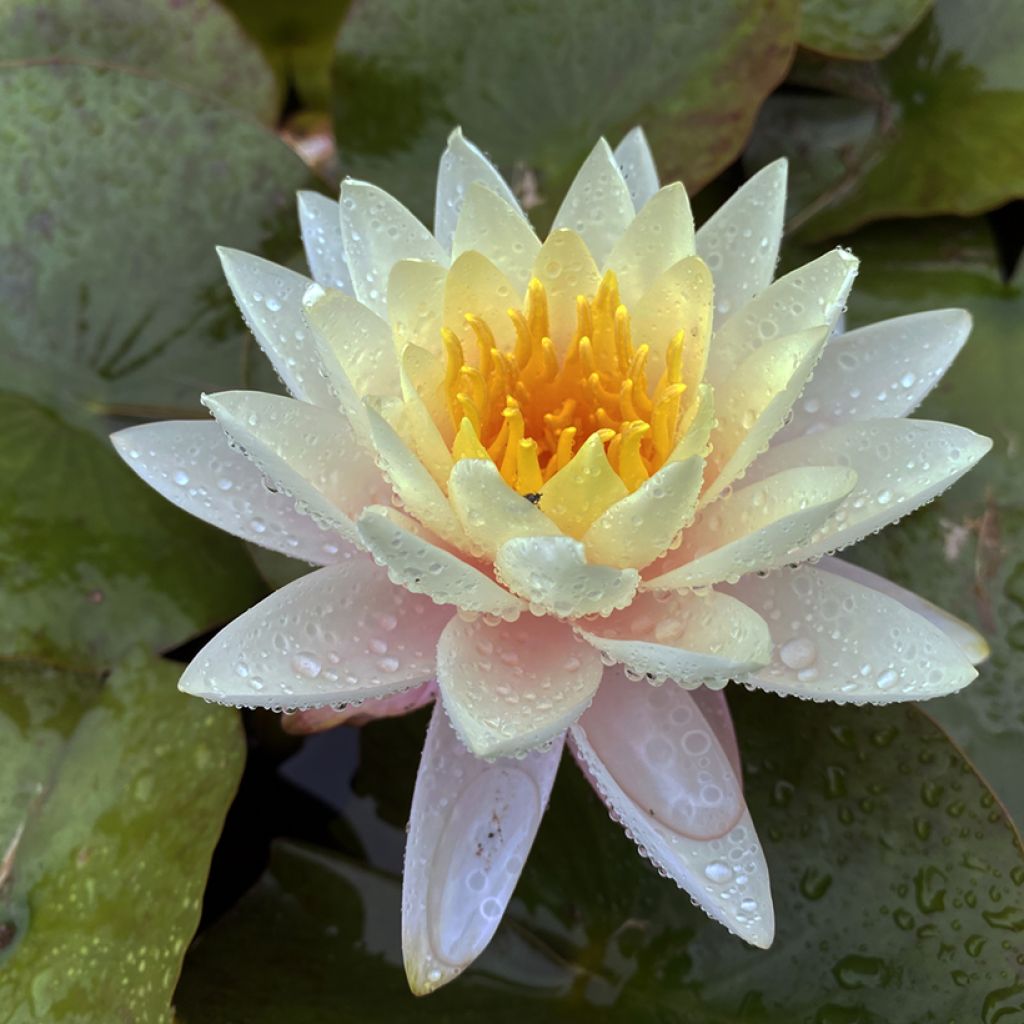 Nymphaea Carolina Sunset