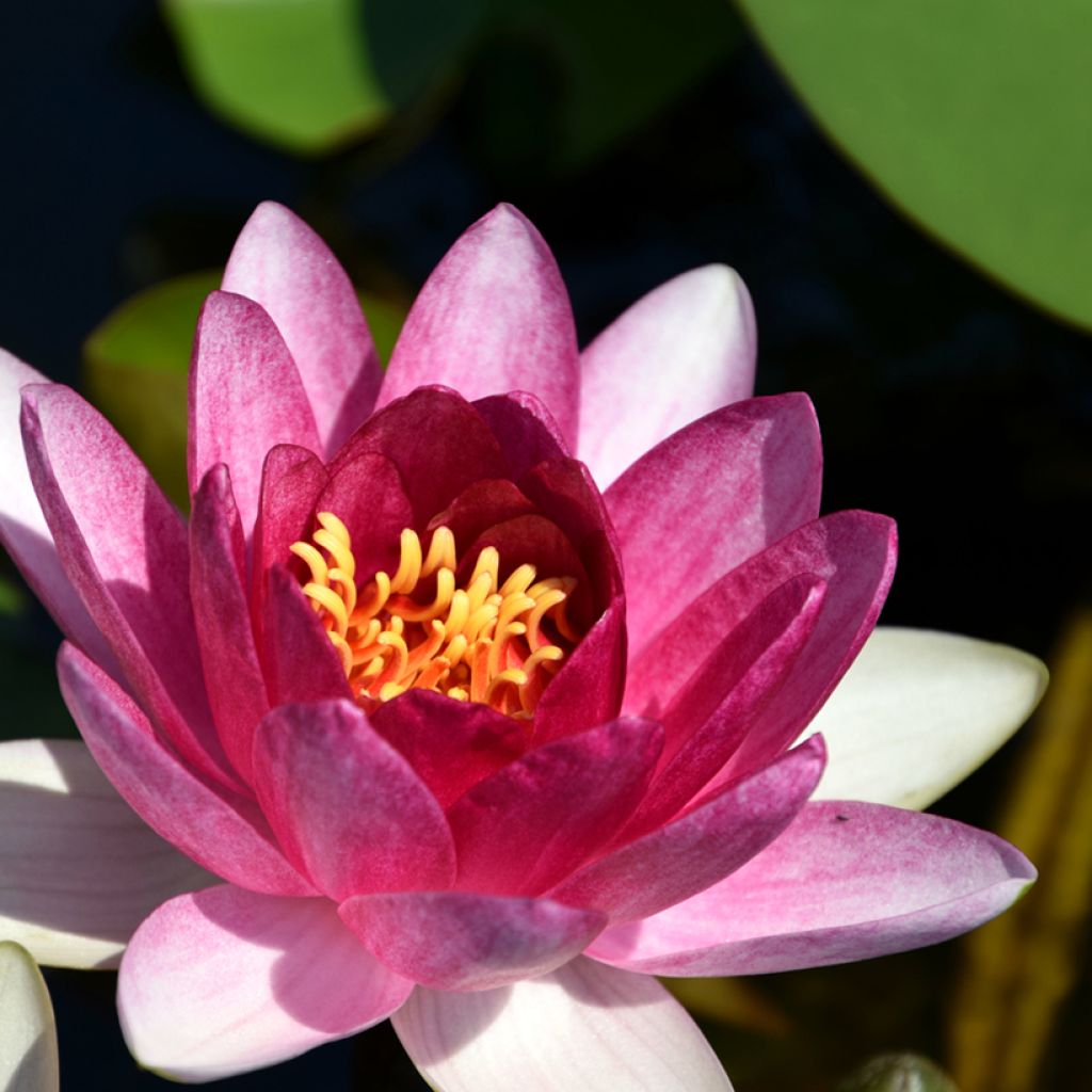 Nymphaea Conqueror