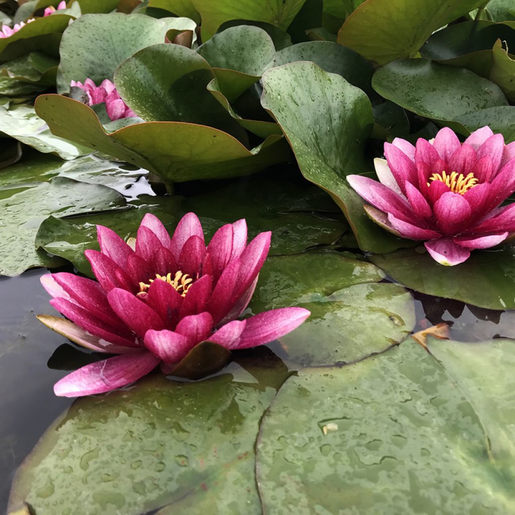 Nymphaea Conqueror