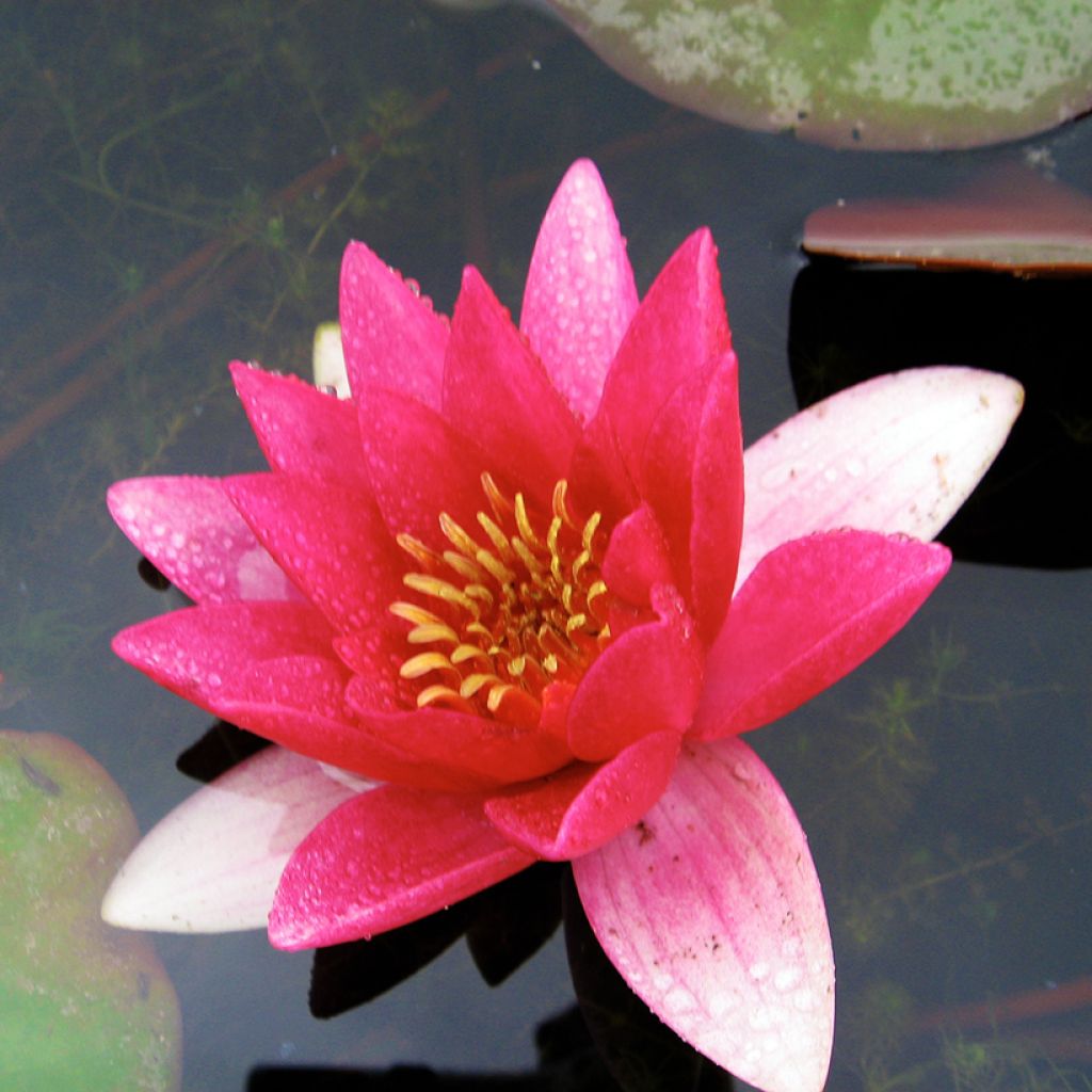 Nymphaea Ellisiana