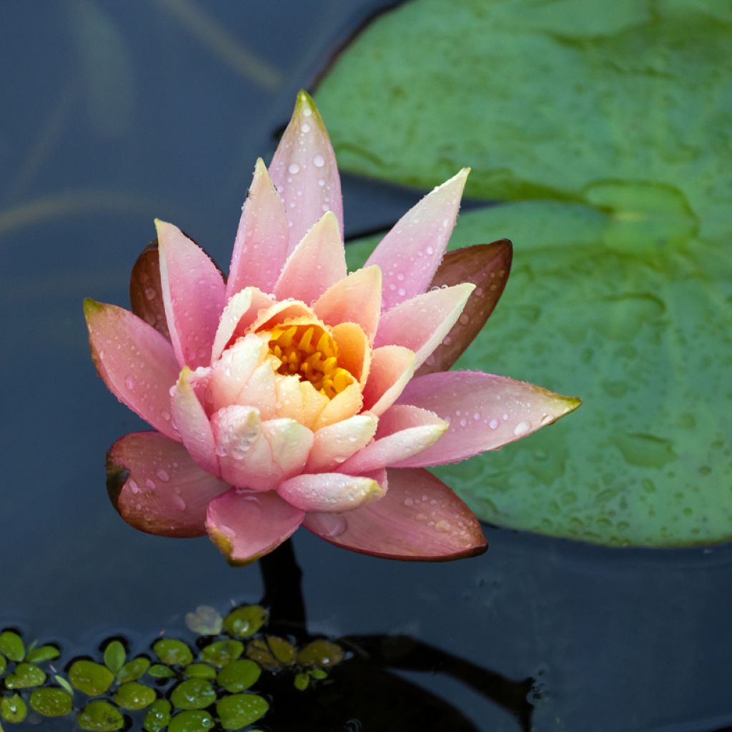 Nymphaea Fabiola - Water Lily