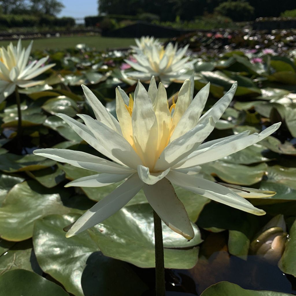 Nymphaea Hal Miller