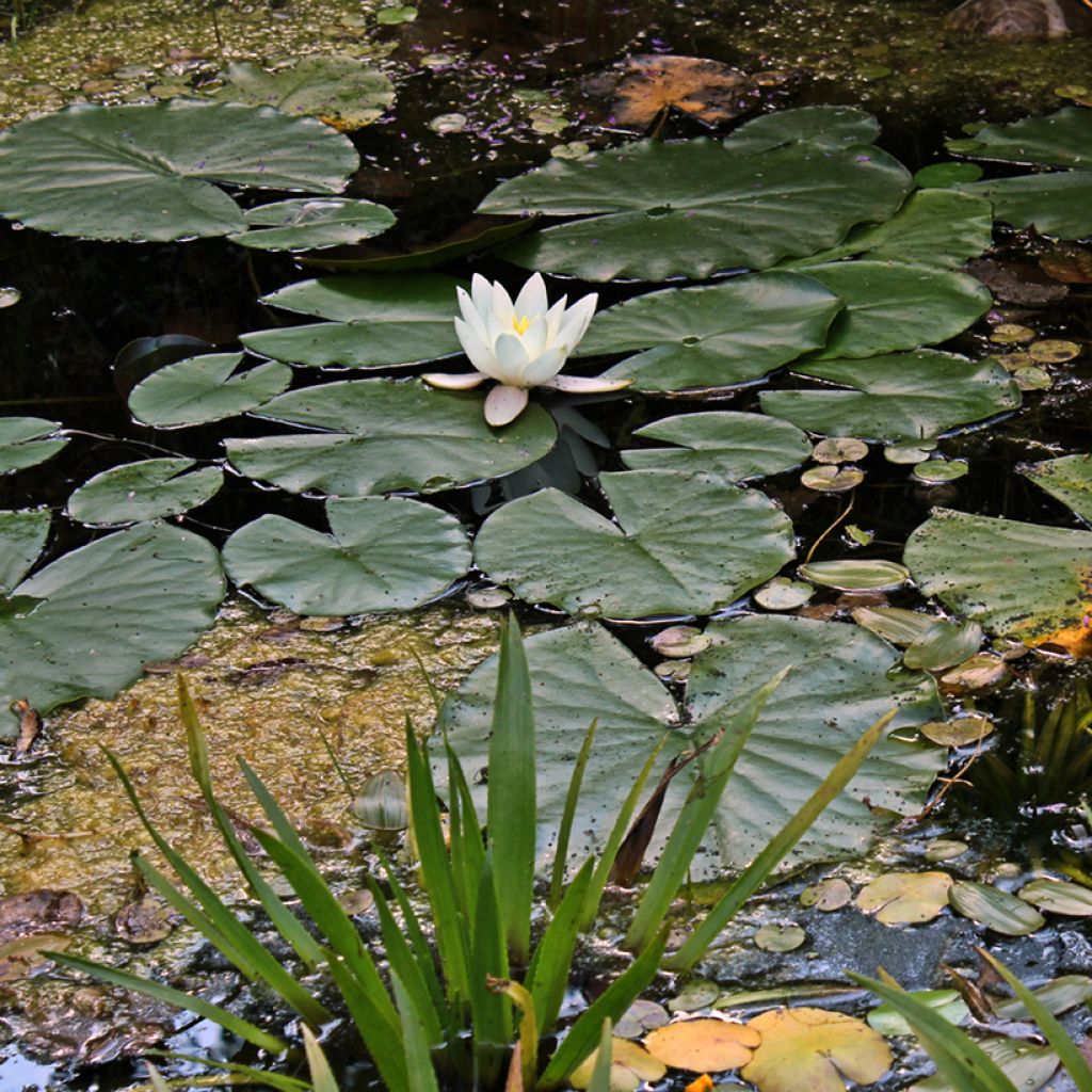 Nymphaea Hermine