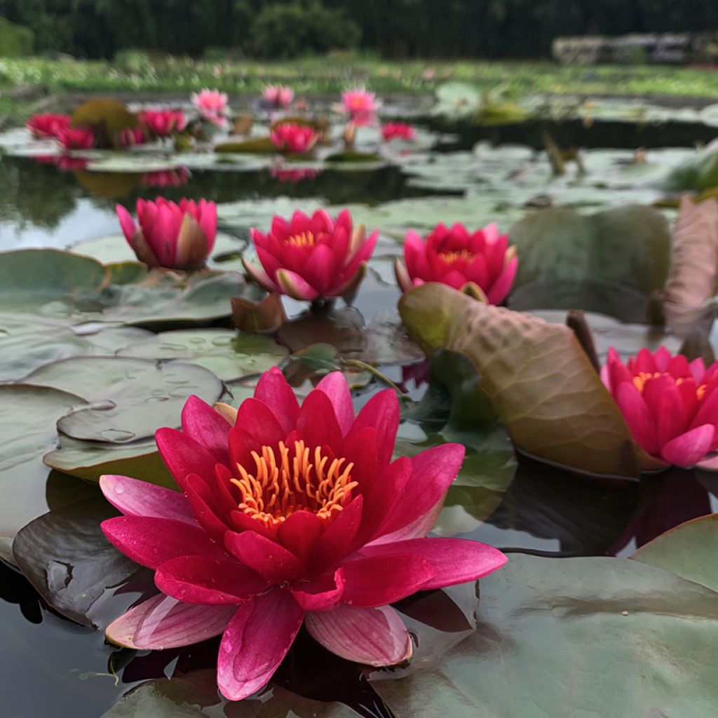 Nymphaea Marliacea Ignea - Waterlily