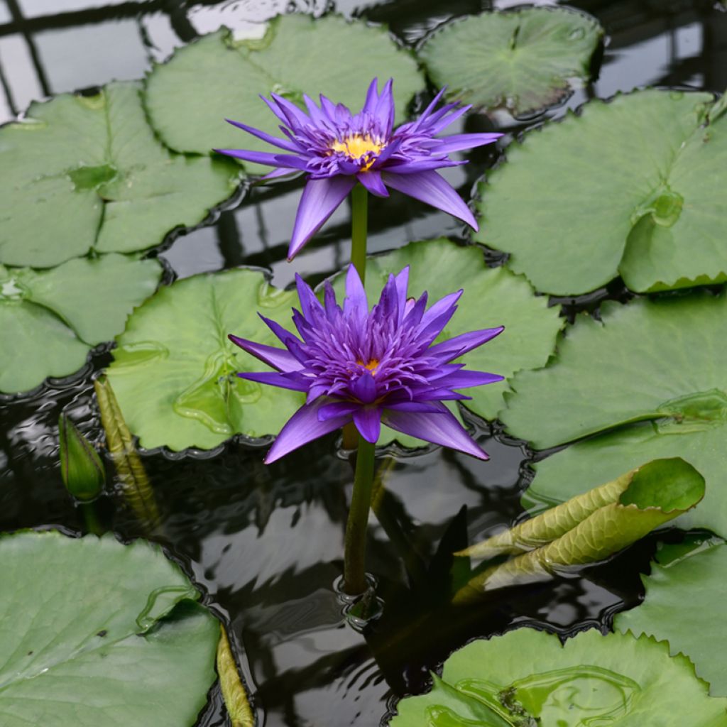 Nymphaea Tina