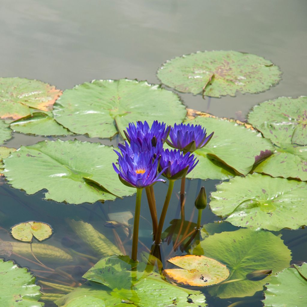 Nymphaea Tina