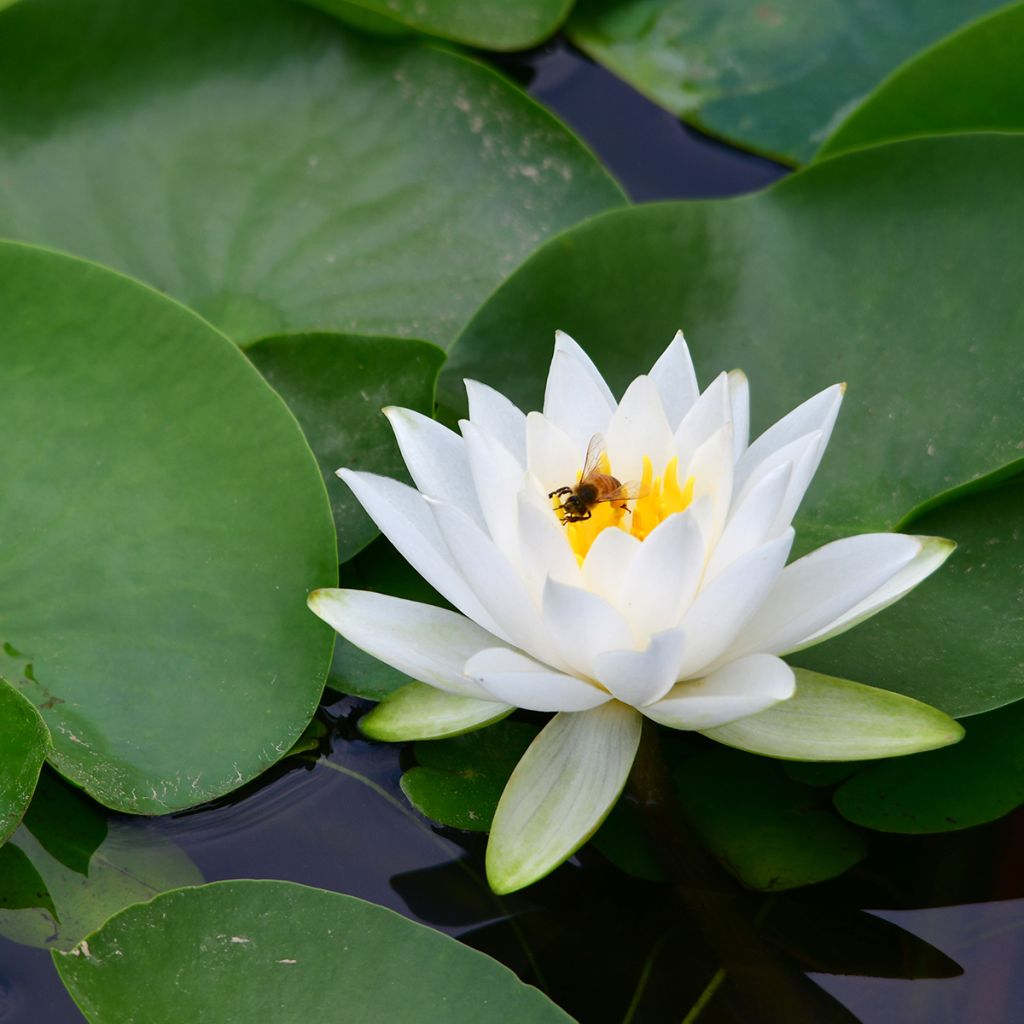 Nymphaea tetragona - Water Lily