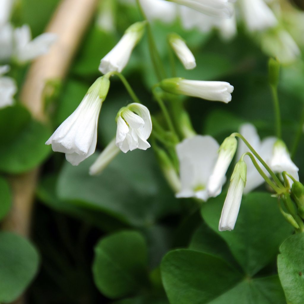 Oxalis triangularis ssp.papilionacea - Oxalis triangulaire