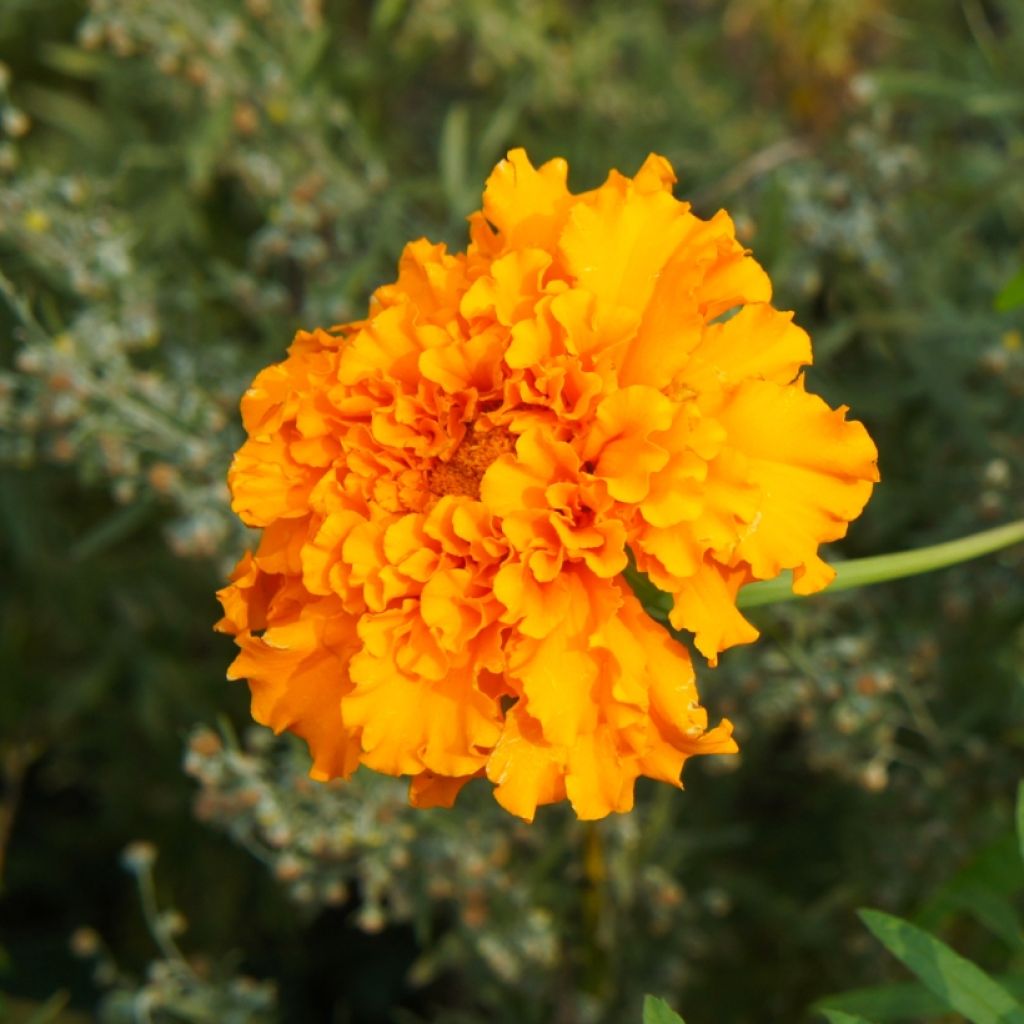 Marigold Bonanza Orange