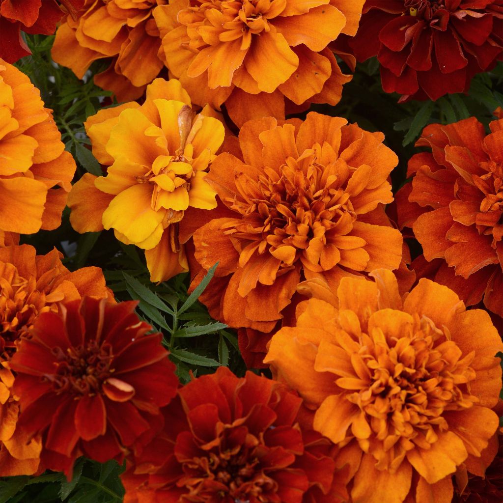 Oeillet d'Inde Fireball - Tagetes (x) patula