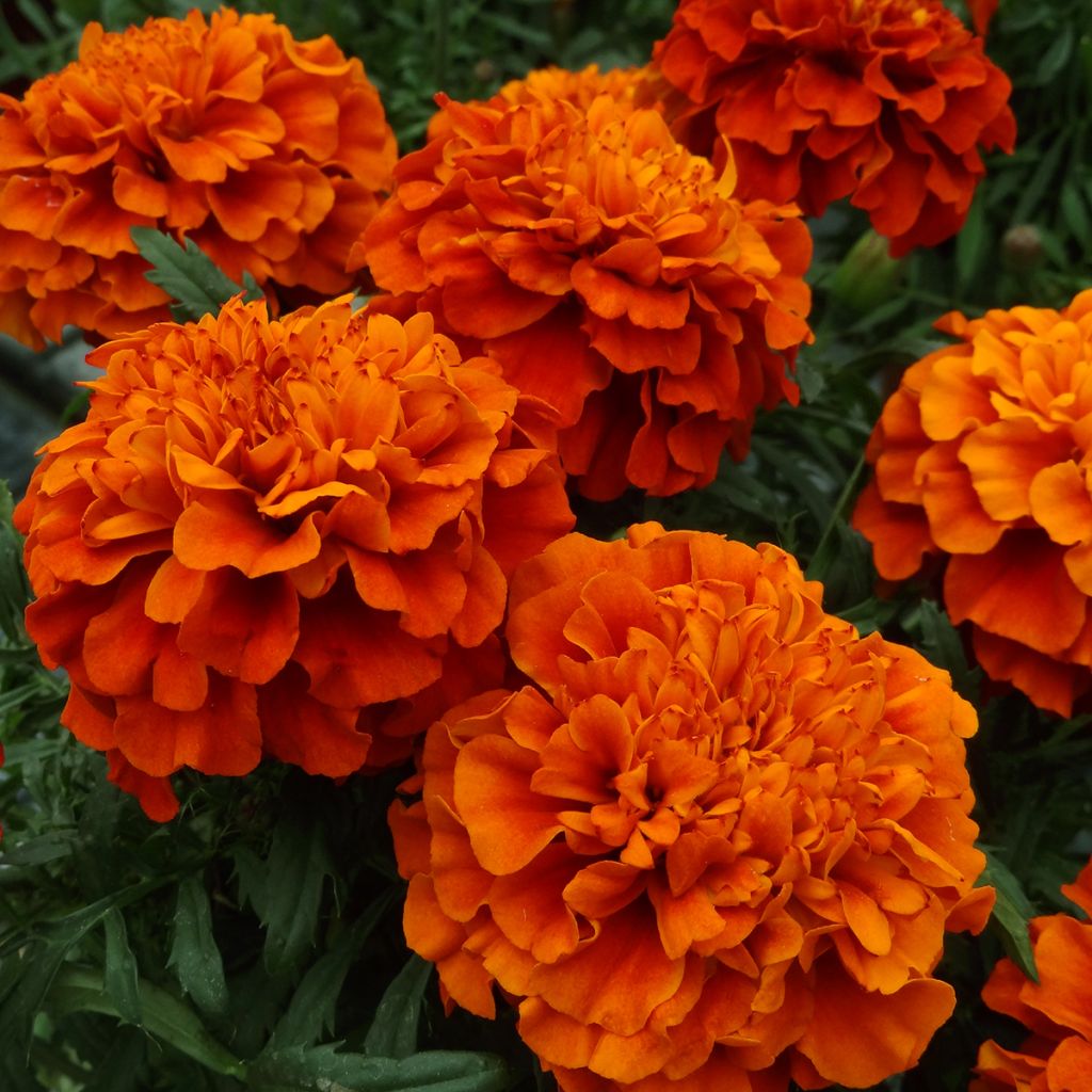 Tagetes  erecta Fireball