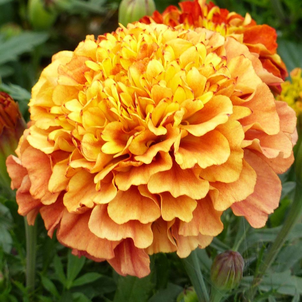 Graines d'oeillet d'Inde Strawberry Blonde - Tagetes (x) patula