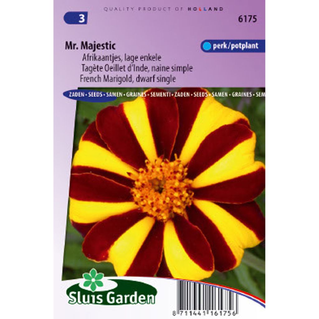 Oeillet d’Inde nain Mr Majestic- Tagetes patula nana