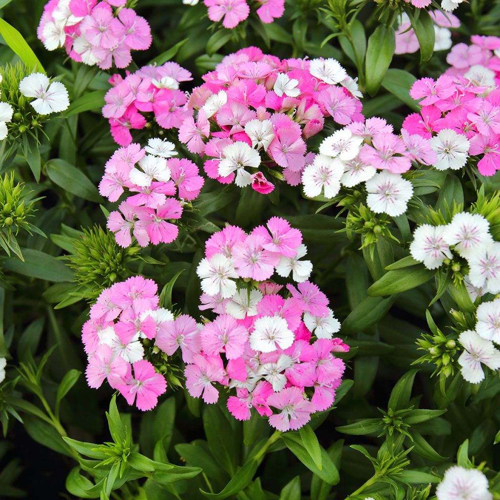 Dianthus barbatus Jolt Pink Magic