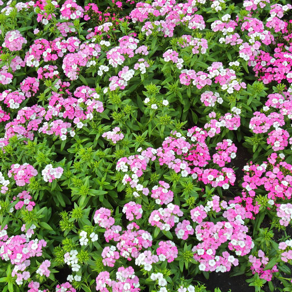 Dianthus barbatus Jolt Pink Magic