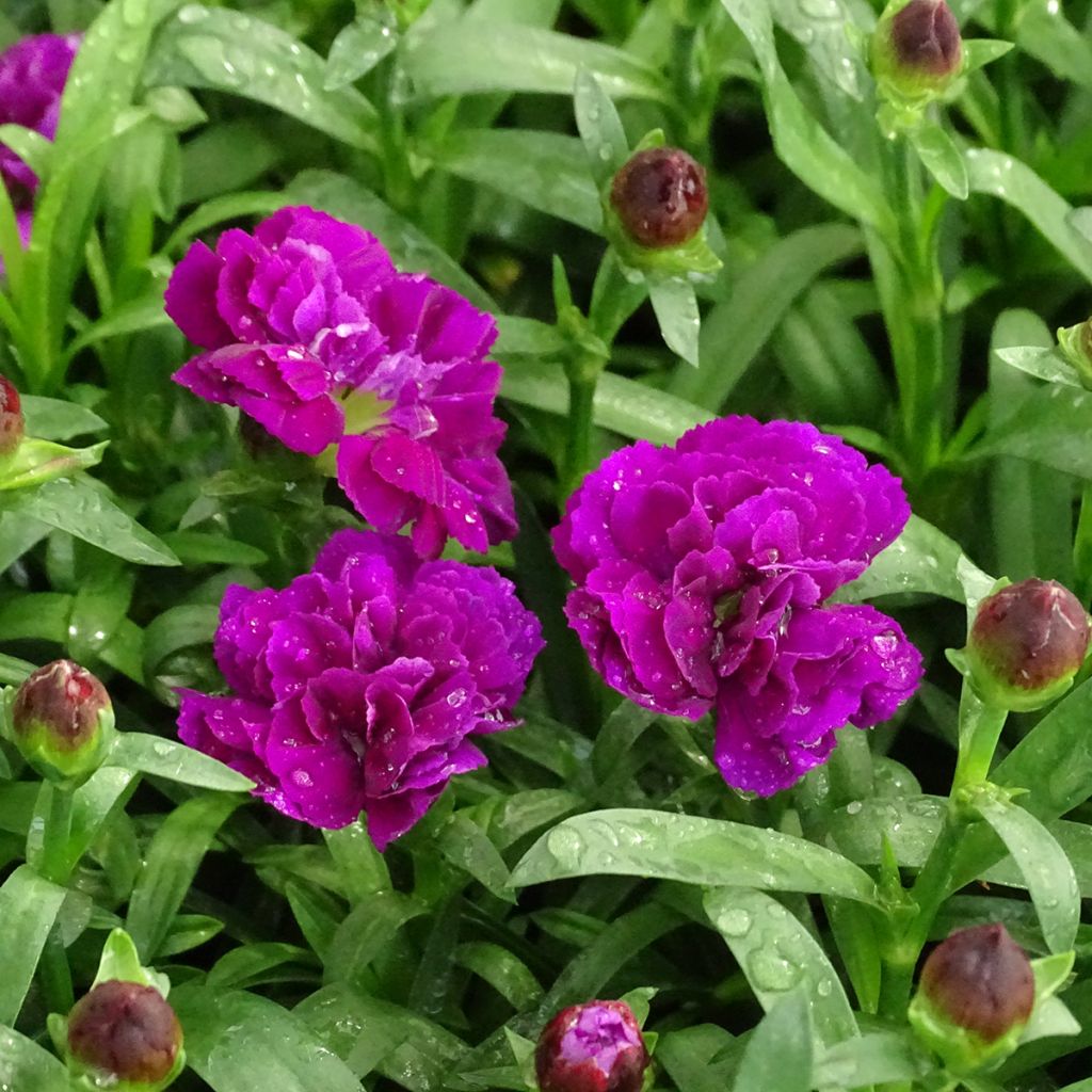 Dianthus Sunflor Beetle