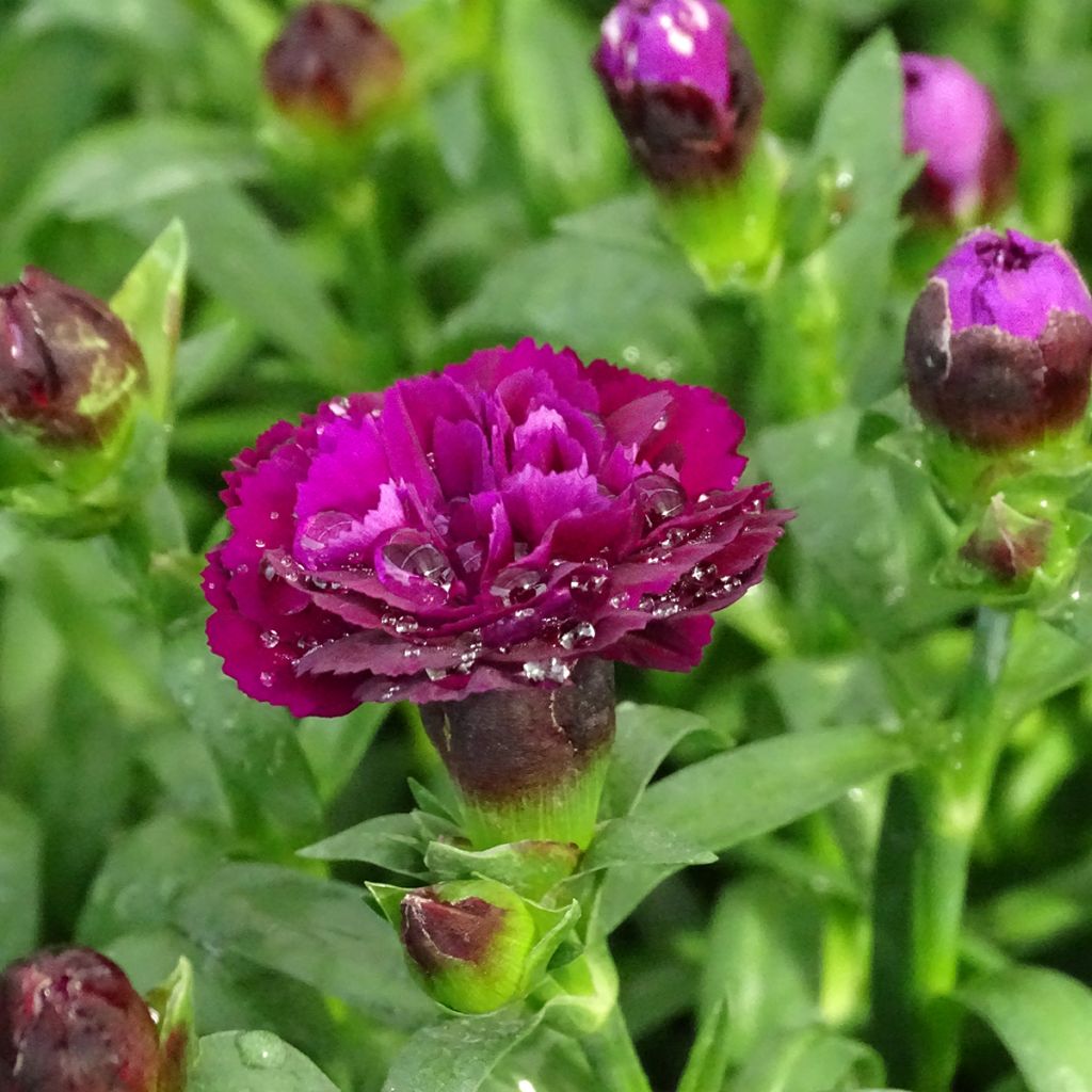 Dianthus Sunflor Beetle