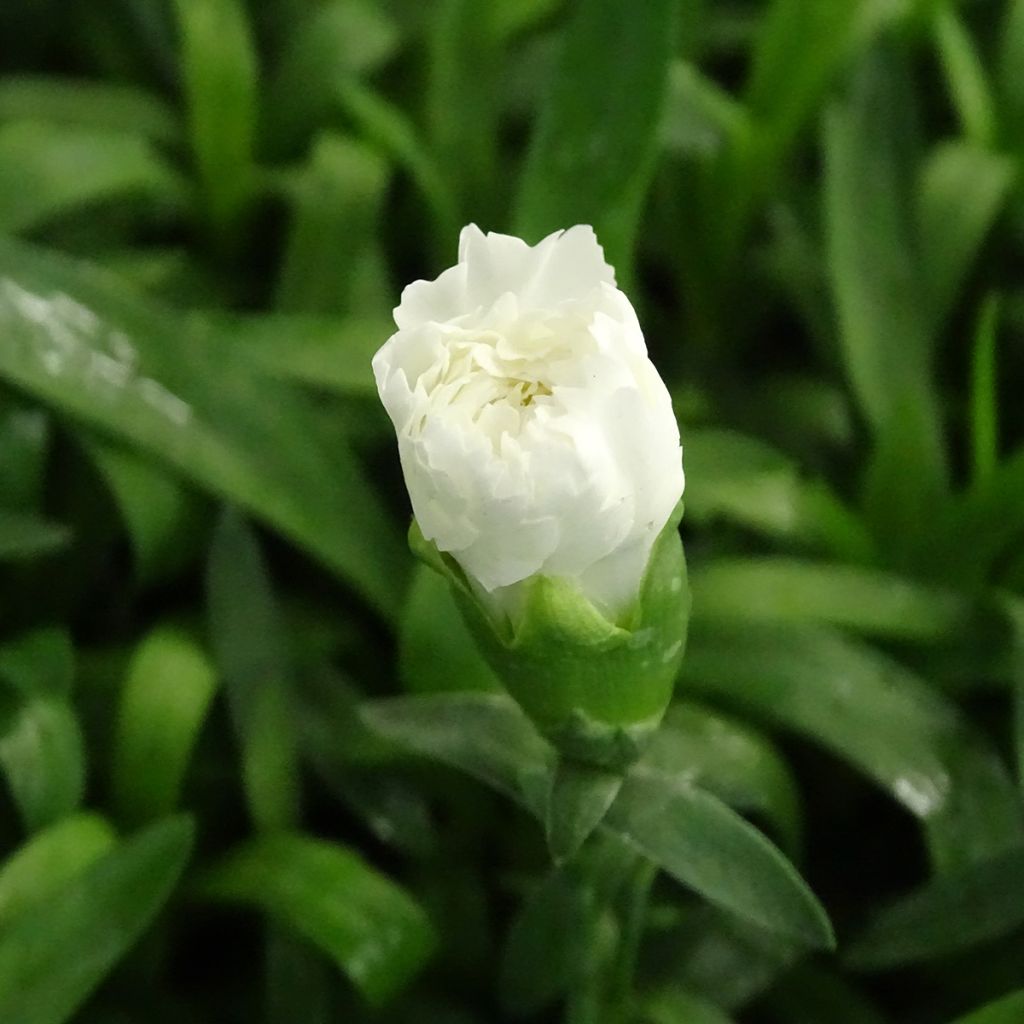 Dianthus Sunflor Cosmos