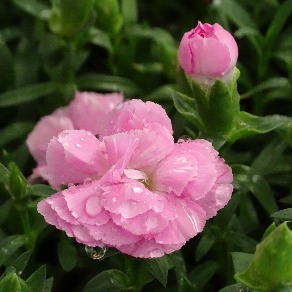 Dianthus Sunflor Evert