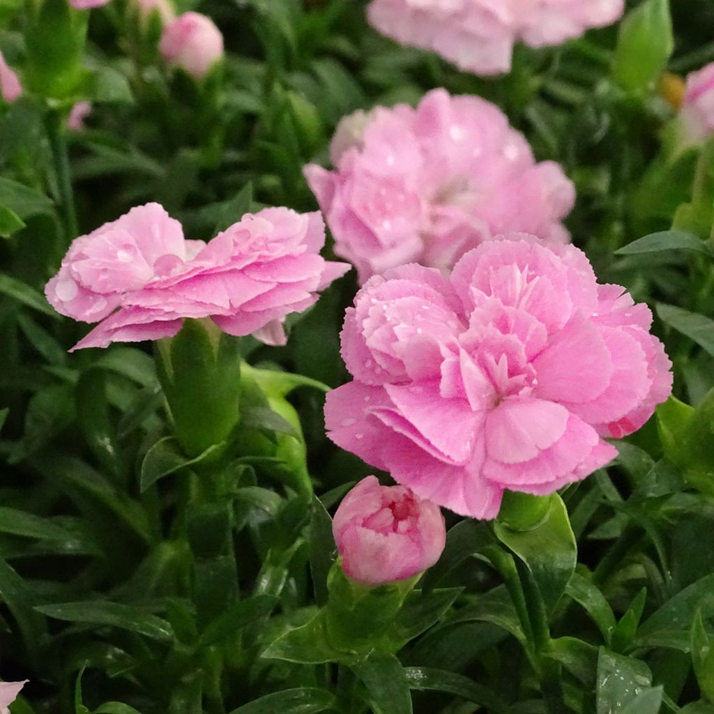 Dianthus Sunflor Evert