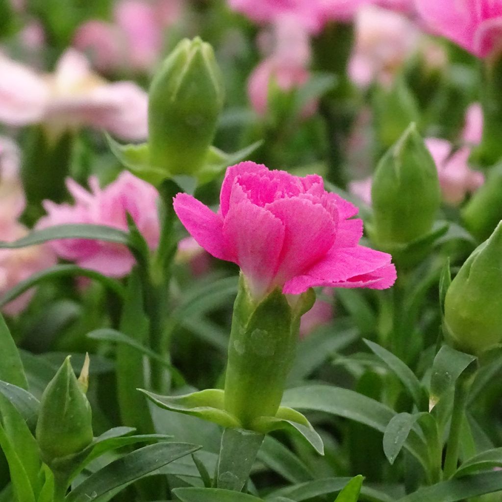 Dianthus Sunflor Evert