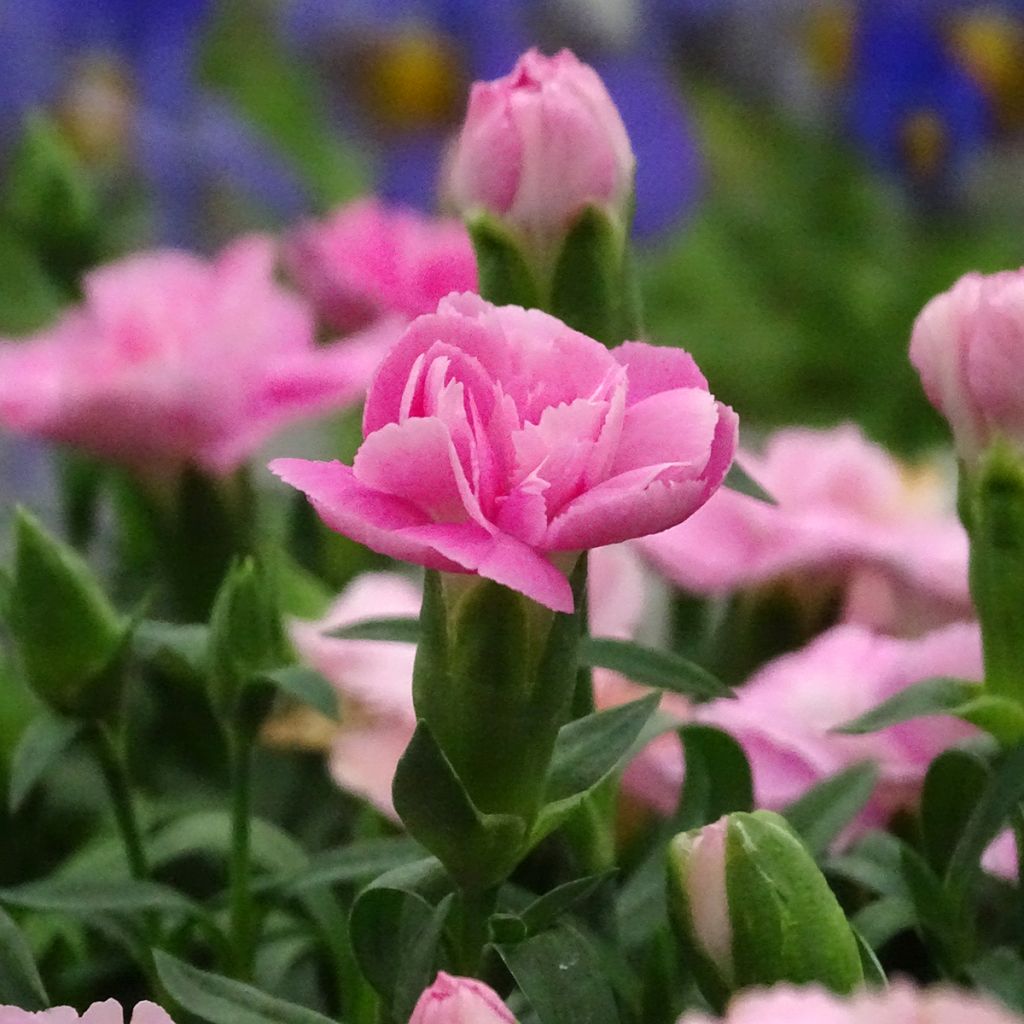 Dianthus Sunflor Evert