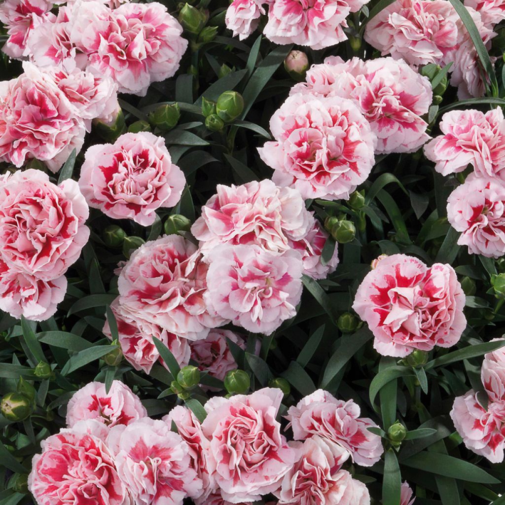 Dianthus Megan