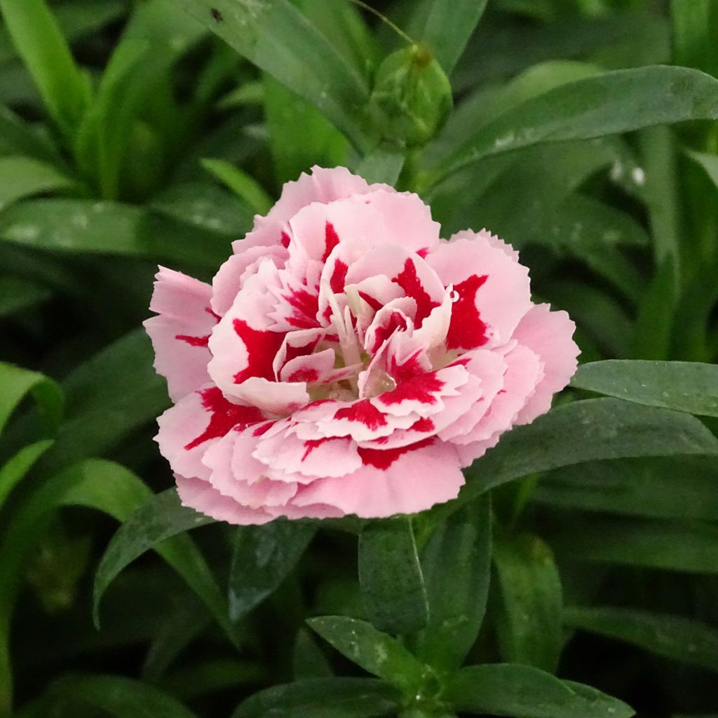 Dianthus Megan