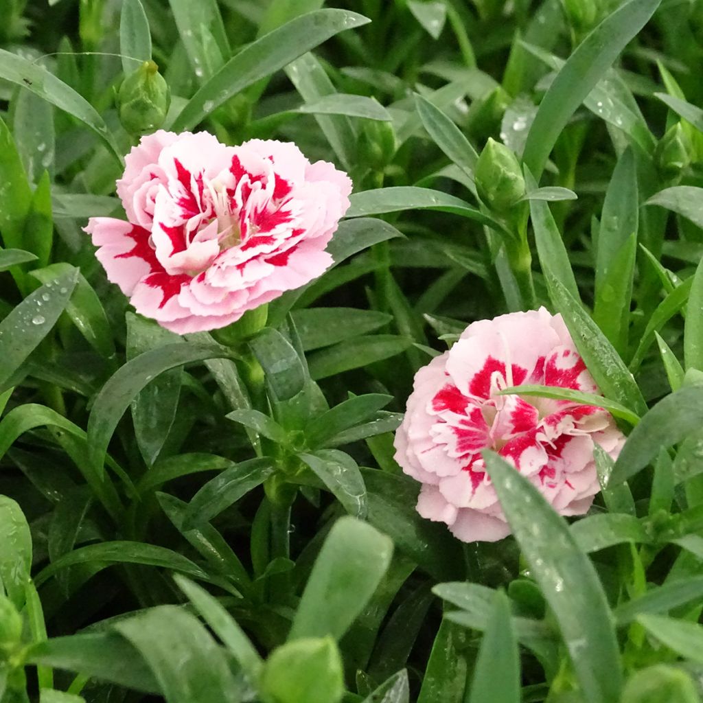 Dianthus Megan