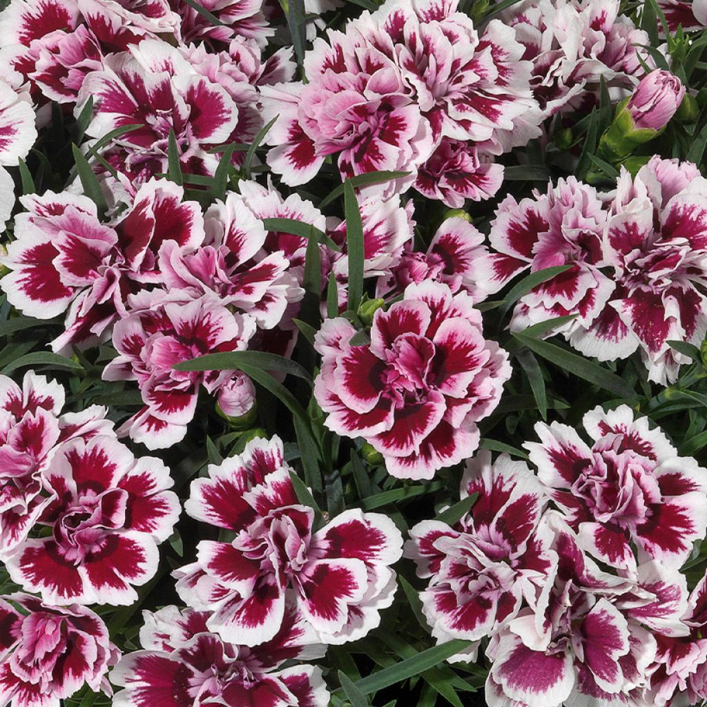 Dianthus Sunflor Red Esta