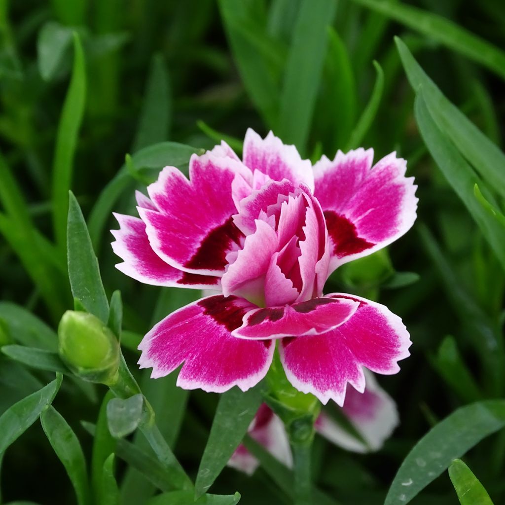 Dianthus Sunflor Red Esta