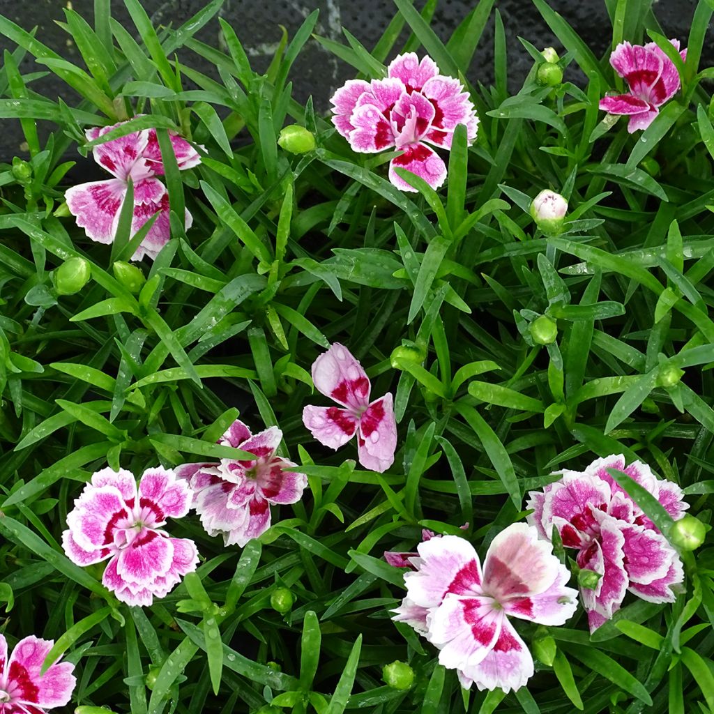 Dianthus Sunflor Red Esta