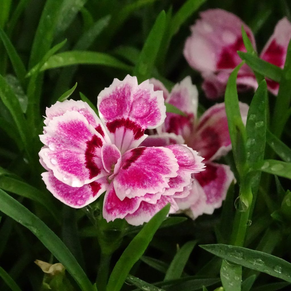 Dianthus Sunflor Red Esta