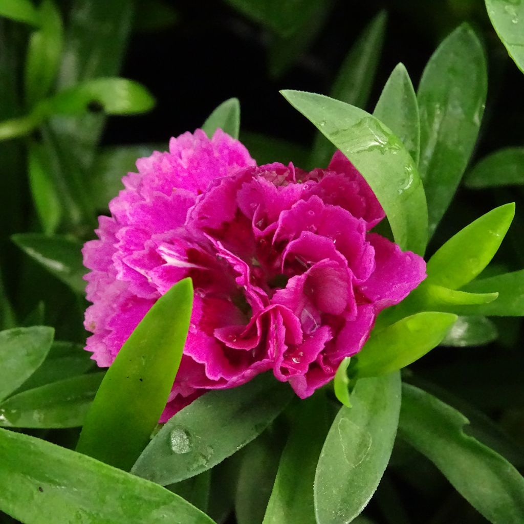 Dianthus Sunflor Sinclair