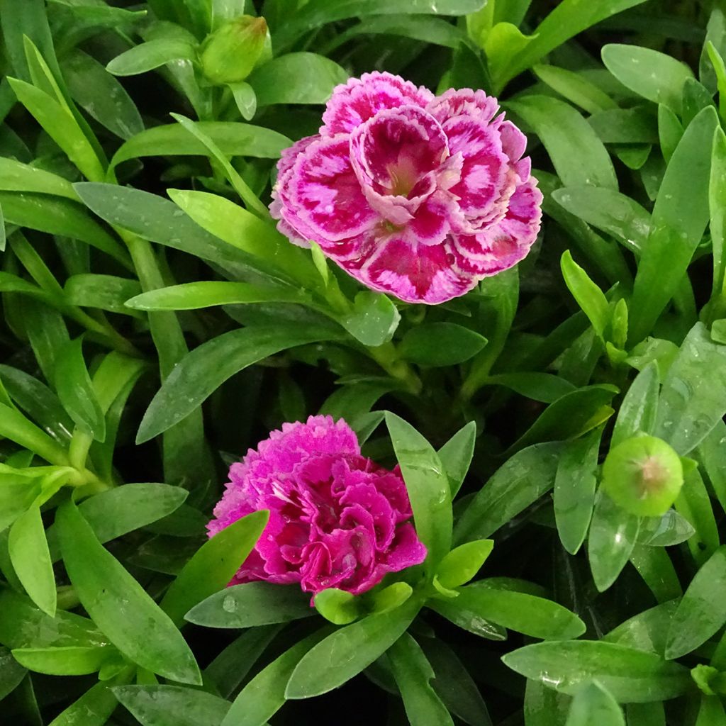 Dianthus Sunflor Sinclair