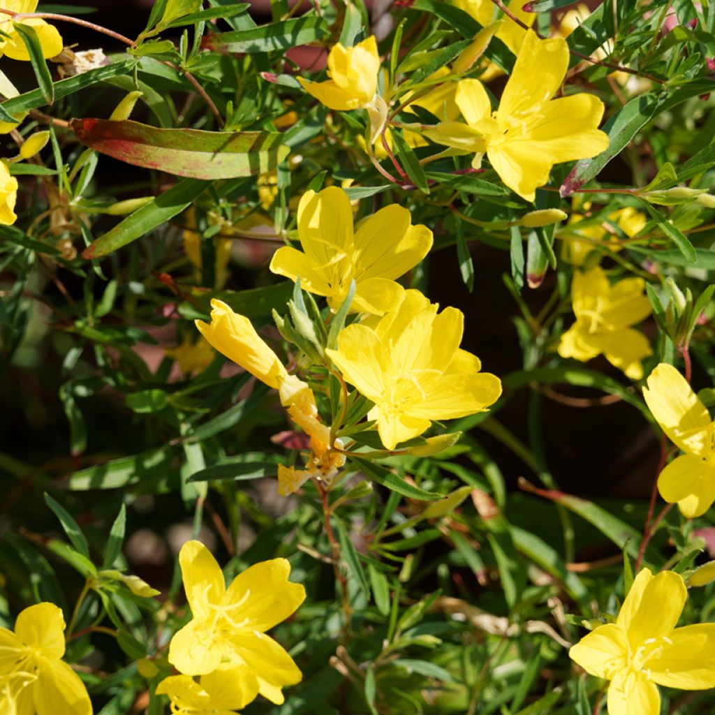 Oenothera African Sun - Onagre hybride 