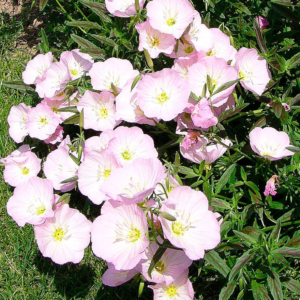 Oenothera Twilight - Onagre