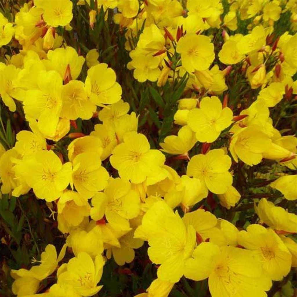 Oenothera fruticosa Sonnenwende - Evening Primrose