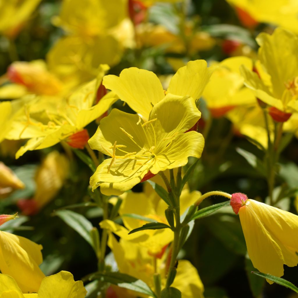 Oenothera fruticosa Sonnenwende - Evening Primrose