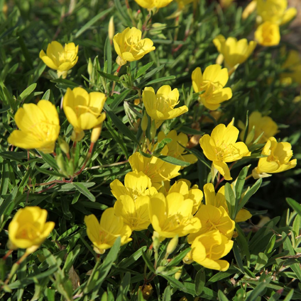 Oenothera fruticosa Sonnenwende - Evening Primrose