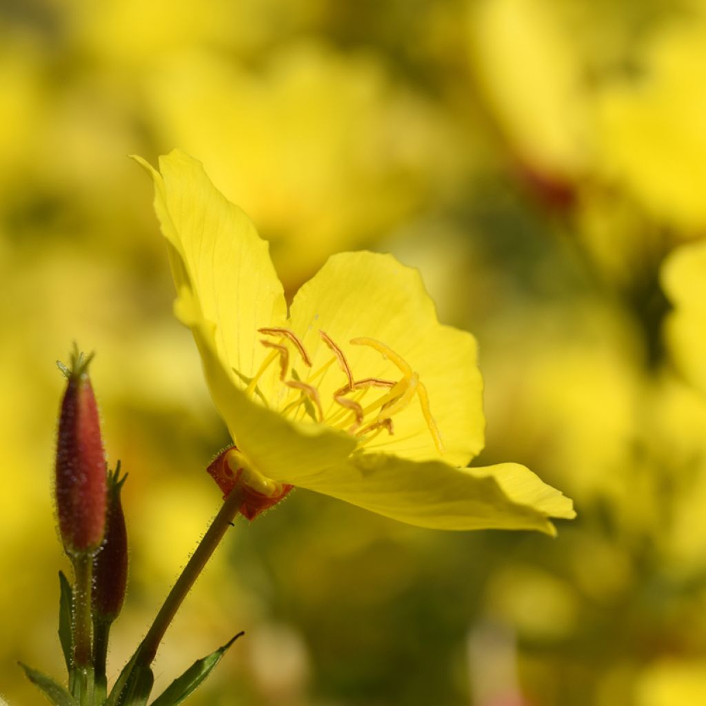 Oenothera fruticosa Sonnenwende - Evening Primrose