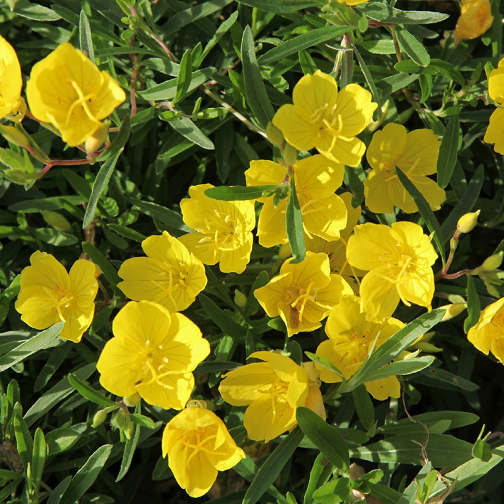 Oenothera fruticosa Sonnenwende - Evening Primrose